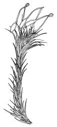 Campylopus introflexus, shoot with capsules, moist. Drawn from J.E. Beever 57–53, CHR 461823.
 Image: R.C. Wagstaff © Landcare Research 2018 